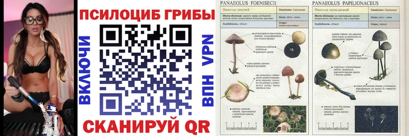 Псилоцибиновые грибы MAGIC MUSHROOMS  Купить закладки  Тбилисская 